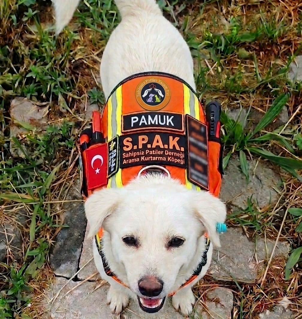 Pamuk